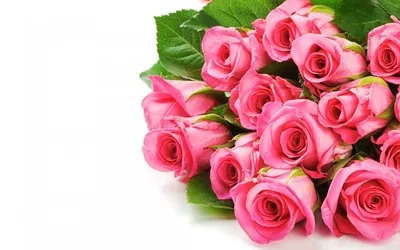 Обои на рабочий стол Розовые розы на белом фоне, обои для рабочего стола,  скачать обои, обои бесплатно