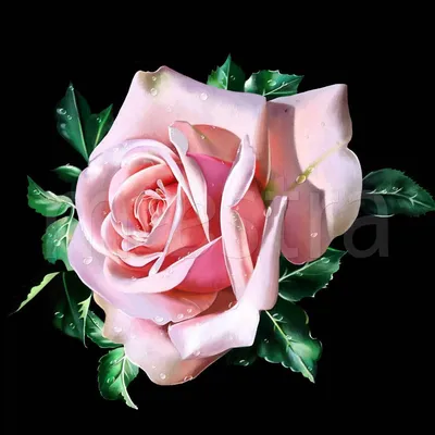 Фотообои Светлые розы на стену. Купить фотообои Светлые розы в  интернет-магазине WallArt