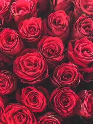 красные и белые розы на клумбе, город Пхохан, красота, лето фон картинки и  Фото для бесплатной загрузки