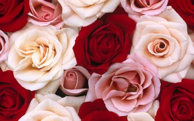 Красный цветок розы на деревянном столе Фон И картинка для бесплатной  загрузки - Pngtree
