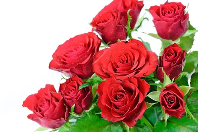 Обои на рабочий стол Красные розы на размытом фоне, by kazumi n, обои для  рабочего стола, скачать обои, обои бесплатно