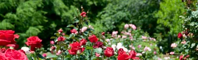 Бардовые и красные розы на столе …» — создано в Шедевруме