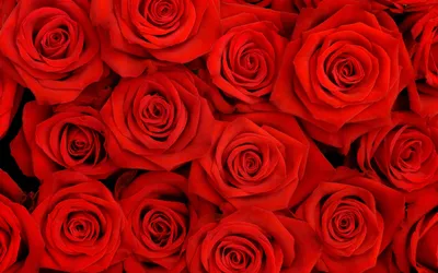 Букет из 51 разноцветной розы (цвет роз на выбор) | Доставка Цветов  Петрозаводск