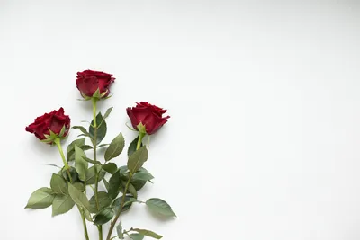 Розы на кладбище красные 4 ветки - искусственные розы на кладбище купить