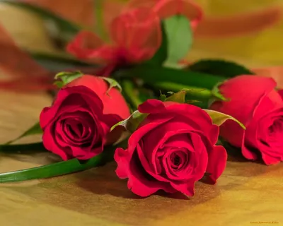 Обои Цветы Розы, обои для рабочего стола, фотографии цветы, розы, бутоны,  букет, трио Обои для рабочего стола, скачать обои карти… | Розы, Фотография  цветов, Цветы