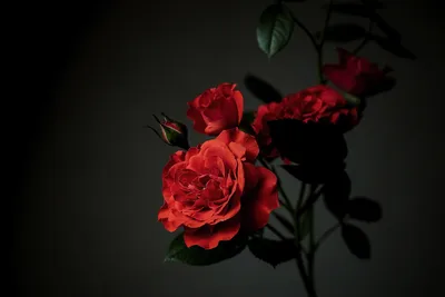 Фотообои на стену цветы - Розы на нежном фоне в стиле арт | Art-design.md -  Печать на виниловых обоях на заказ Кишинев