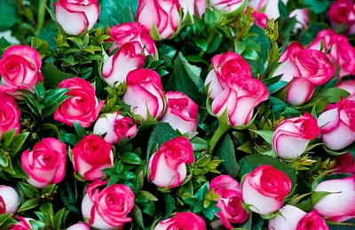 Красивые белые розы на белой предпосылке. Стоковое Фото - изображение  насчитывающей подарок, природа: 32226216