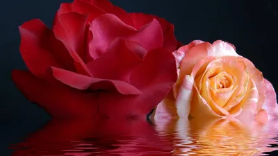 Розы на стойке Декор Большие ростовые цветы из фоамирана (ID#1397730725),  цена: 2100 ₴, купить на Prom.ua