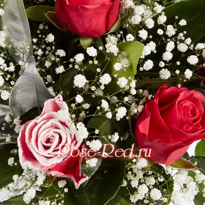 Розы на морозе, высокое качество, …» — создано в Шедевруме