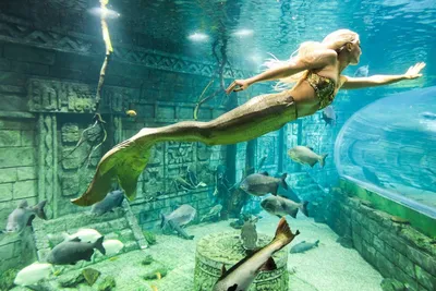 Подводное шоу «Приключение русалочек» в «Крокус Сити Океанариуме» 15 и 22  июля
