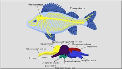 Самые полезные виды рыб для организма человека? А бывают ли такие рыбы?  Давайте разберёмся | Заметки ихтиолога. | Дзен