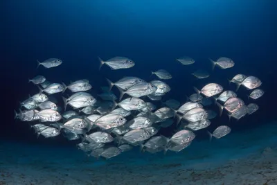 Рыбы речные и озерные — 40 видов с фото