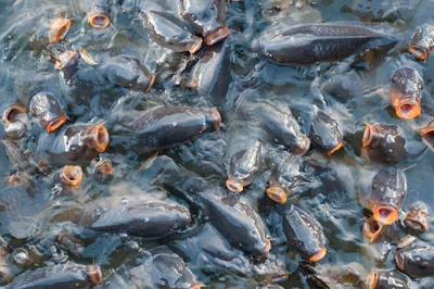 10 очень ядовитых рыб в мировом океане | Это-Интересно!!! | Дзен