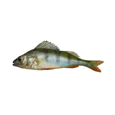 Популярные рыбы красного моря - 60 фото