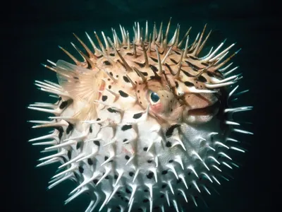 Фуга: японская рыба с ядовитыми токсинами» — создано в Шедевруме