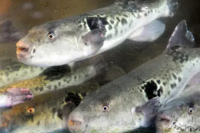 У берегов Севастополя выловили ядовитую рыбу фугу | ОБЪЕКТИВ