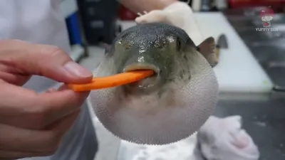 Рыба фугу всасывает воду. | Weird animals, Funny animals, Cute animal videos