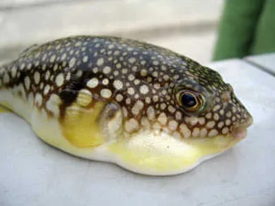 Рыба фугу 3D модель - Скачать Животные на 3DModels.org