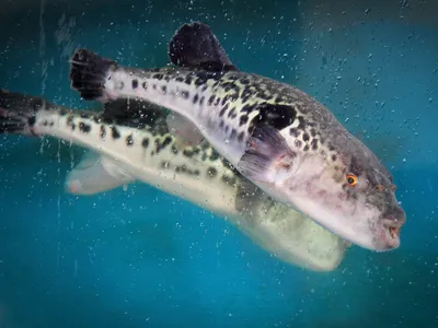 Зачем самой ядовитой рыбе нужен яд? - Hi-News.ru