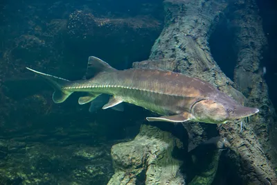 осетривая рыба калуга белуга плывет на дне аквариума. рыба под водой.  Стоковое Изображение - изображение насчитывающей семги, ангстрома: 268752831