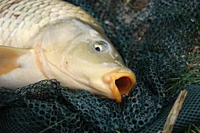 Рыба моей мечты: калужане рыбачат семьями с пелёнок - Общество - Новости -  Калужский перекресток Калуга