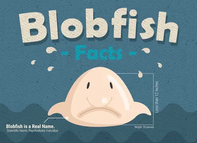 15 интересных фактов о рыбе-капля