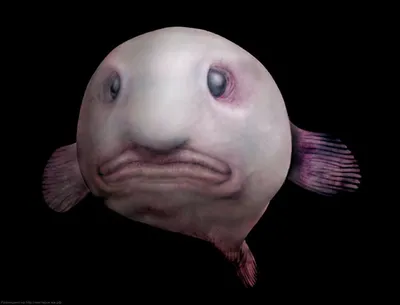 Рыба-капля (Blobfish) - Govzalla.com