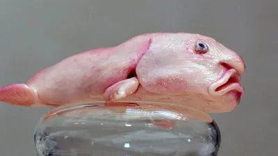 Рыба капля , розовая, круглая, с …» — создано в Шедевруме