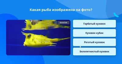Рыба кузовок: купить для морского аквариума с доставкой по Москве и МО по  выгодной цене