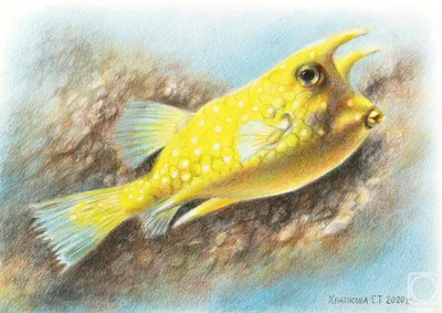 В екатеринбургский океанариум привезли новых рыб. Показываем, как они  выглядят - 7 июля 2022 - Е1.ру