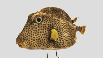 Кузовок-кубик | Yellow boxfish - 3D model by darwinmuseum.ru  (@darwinmuseum.ru) [4838ed8]