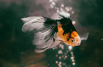 Рыбки Петушки (betta), бойцовые рыбки – содержание и уход, описание,  размножение, фото