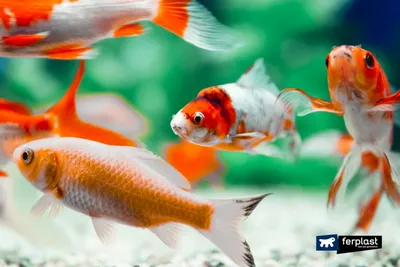 Выброшенные золотые рыбки выросли до гигантских размеров и захватили озеро:  Звери: Из жизни: Lenta.ru