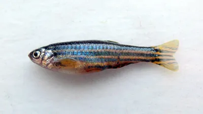 Золотая рыбка | Животные вики | Fandom