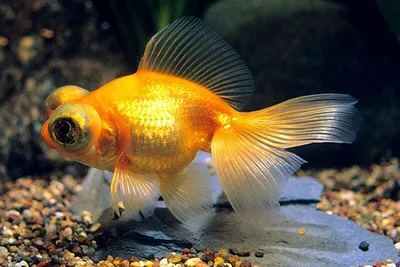 Больше 400 бесплатных фотографий на тему «Рыбки» и «»Золотая Рыбка - Pixabay