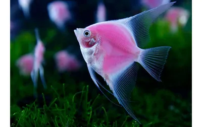 Светящиеся флуоресцентные рыбки ГлоФиш-GloFish
