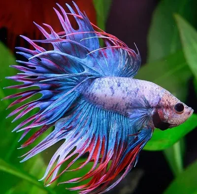 Петушок Халф Мун (Betta splendens Over Halfmoon) | Интернет магазин ГиперЗоо