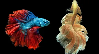 Рыбка петушок: красота и разнообразие - Зоомагазин MasterZoo