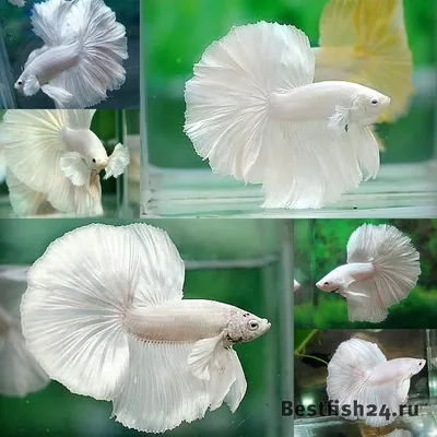 Рыбка Петушок: что важно знать о Betta splendens - DECOTOP.RU