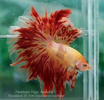 Рыбка петушок - бетта обыкновенная | ЗООМАГ