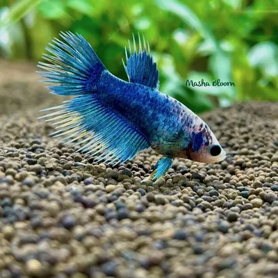 Рыбка петушок / Бойцовая рыбка / Сиамский петушок / Betta Splendens -  «первый питомец моей 6-летней дочки Уже отпраздновали годик!» | отзывы