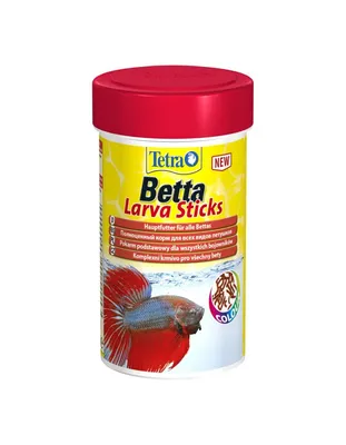 Betta fish breeding FOR 5 MINUTES! - YouTube