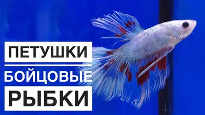 Tetra Betta Granules корм для петушков (гранулы) купить в «ЗооОптТорг.РФ»