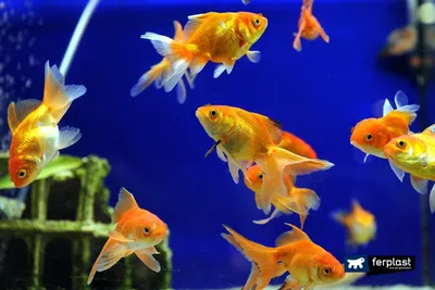 Размножение и разведение золотых рыбок нерест в домашнем аквариуме