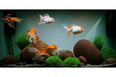 Маленькие рыбки для аквариума - Marlin Aquarium