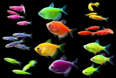 Светящиеся рыбки Глофиш - самые яркие обитатели аквариума