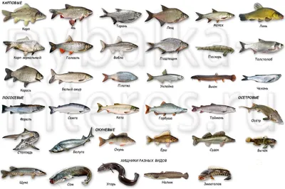 Речные рыбы - трехчастные карточки Монтессори купить и скачать