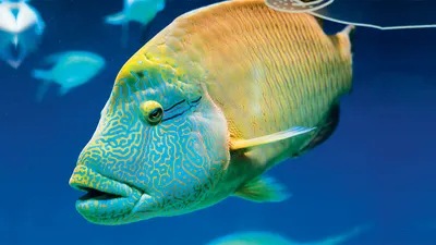 5 очень ядовитых рыб в мировом океане | Популярная наука | Дзен