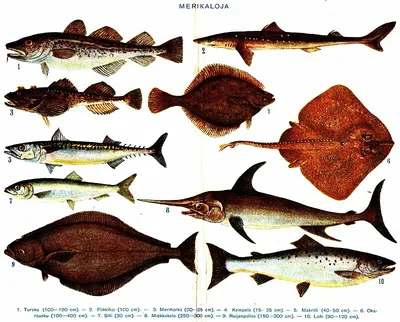Самые редкие и необычные рыбы: подборка фото | Рыбалка - рыбалочка! | Дзен