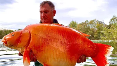 Как выглядит одна из самых больших «золотых» рыб в мире. Фото | РБК Life